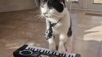 ‘Meowzart’ the piano-playing Wicklow cat lands major TV role