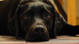 <p>The court heard that the black Labrador-type dog had a broken front leg which had been fractured for several days without any veterinary attention.</p>