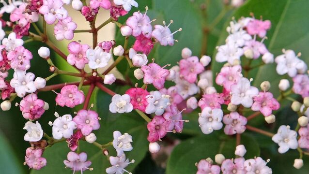 <p>The pink and white Viburnum tinus laurustinus 'Lisa Rose' in flower. File picture</p>