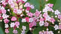Dainty white and pink Viburnum tinus laurustinus 'Lisa Rose' in flower.