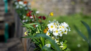 <p>Springtime flowers make a colourful display in the sunshine at Bishopstown park. Picture: Chani Anderson</p>