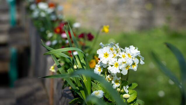 <p>Springtime flowers make a colourful display in the sunshine at Bishopstown park. Picture: Chani Anderson</p>