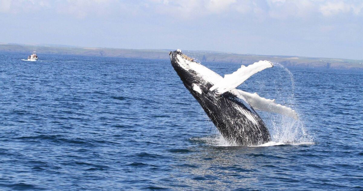 Humpback whales take more mature approach to mating