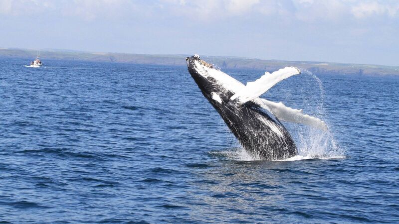 Humpback whales take more mature approach to mating