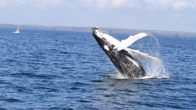 <p>Male humpbacks use singing and elaborate breaching to impress females.</p>