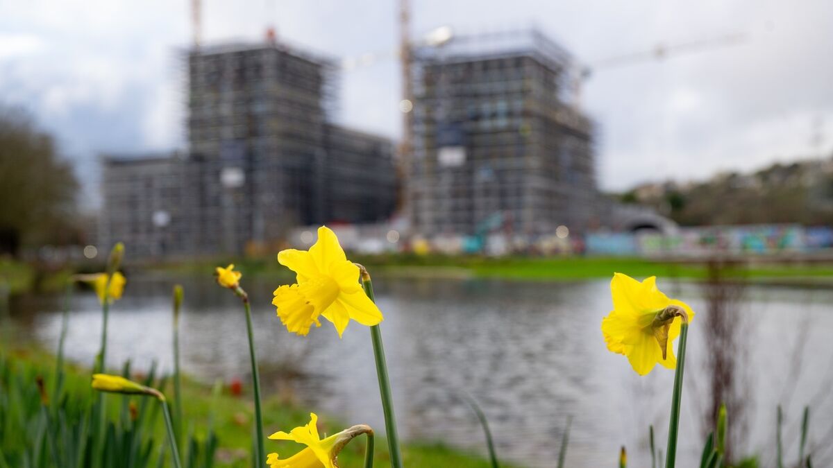 State supports are increasingly vital for new home buyers