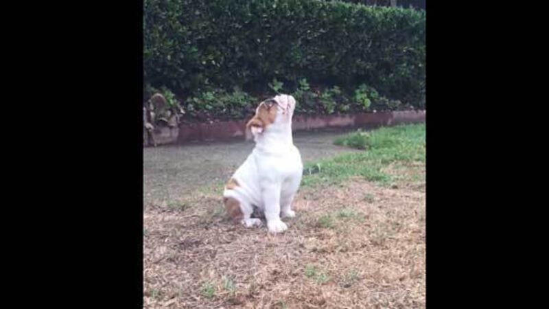 VIDEO: English bulldog is mystified by falling drops of water from the sky