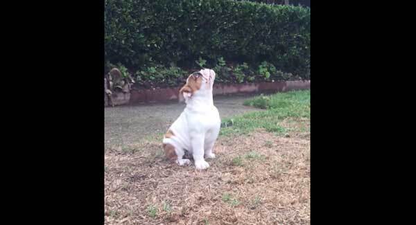 VIDEO: English bulldog is mystified by falling drops of water from the sky
