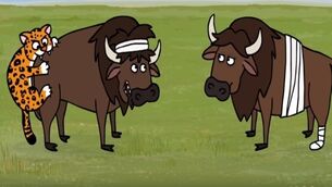 That pesky puma! Sminky Shorts look forward to Ireland V Argentina