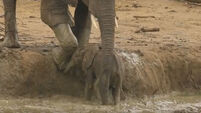 WATCH: Baby elephant rescued by herd after getting stuck in a watering hole