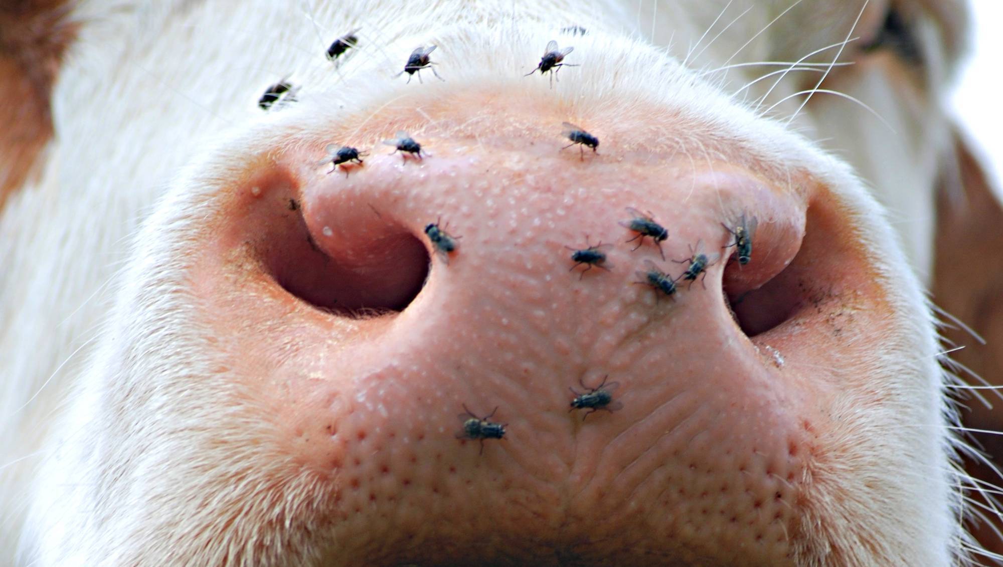 Bluetongue vaccination to be included in welfare schemes
