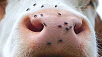closed mouth of a cow with flies