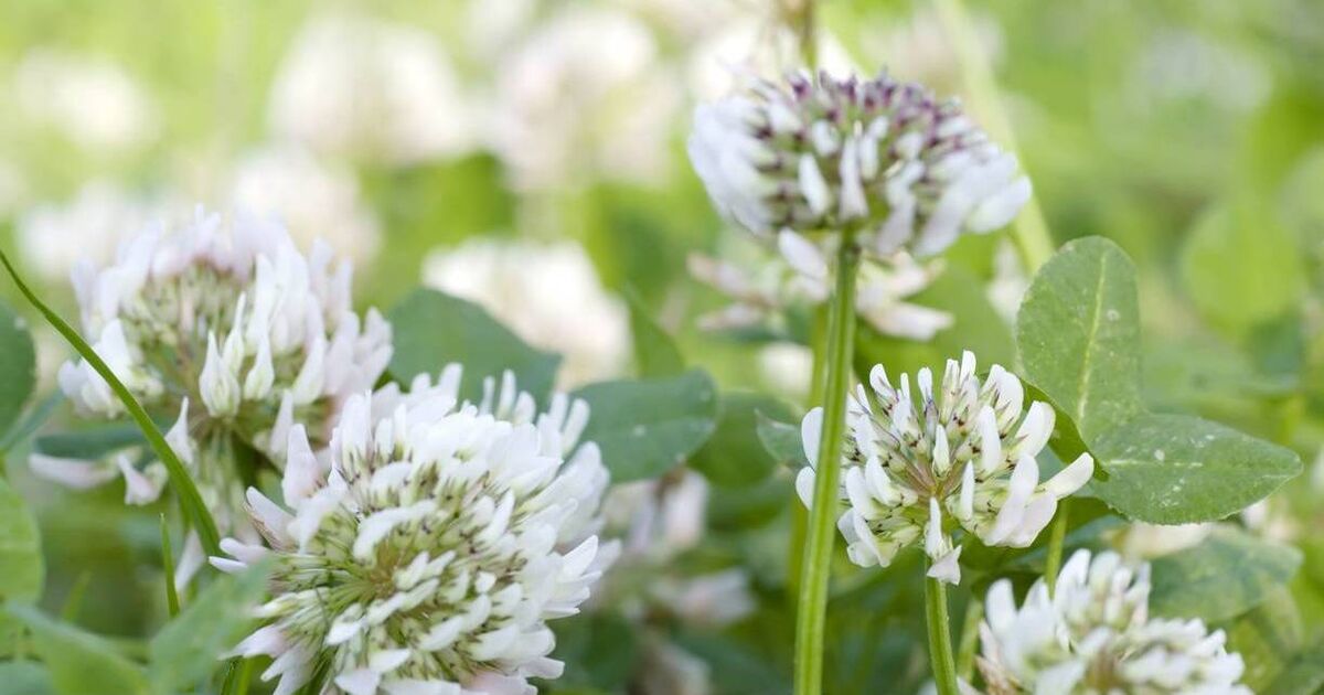 Teagasc to host Clover 2026 webinar