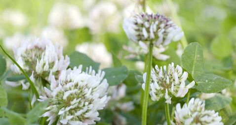 White Clover (Trifolium repens)
