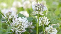 White Clover (Trifolium repens)