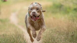 <p>Sean Garner, 31, admits possessing the banned male dog and a female of the same breed without an exemption certificate. File picture</p>