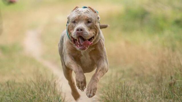 <p>Sean Garner, 31, admits possessing the banned male dog and a female of the same breed without an exemption certificate. File picture</p>