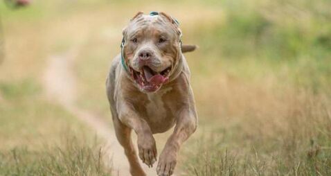 An american bully XL dog in nature