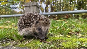 <p>You might expect that hedgehogs, rummaging for creepy-crawlies in leaf-litter, would have little use for high-pitched noise detection. But you’d be wrong! Picture: iStiock</p> <p>You might expect that hedgehogs, rummaging for creepy-crawlies in leaf-litter, would have little use for high-pitched noise detection. But you’d be wrong! Picture: iStiock</p>
