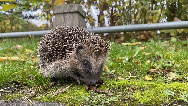 <p>You might expect that hedgehogs, rummaging for creepy-crawlies in leaf-litter, would have little use for high-pitched noise detection. But you’d be wrong! Picture: iStiock</p>