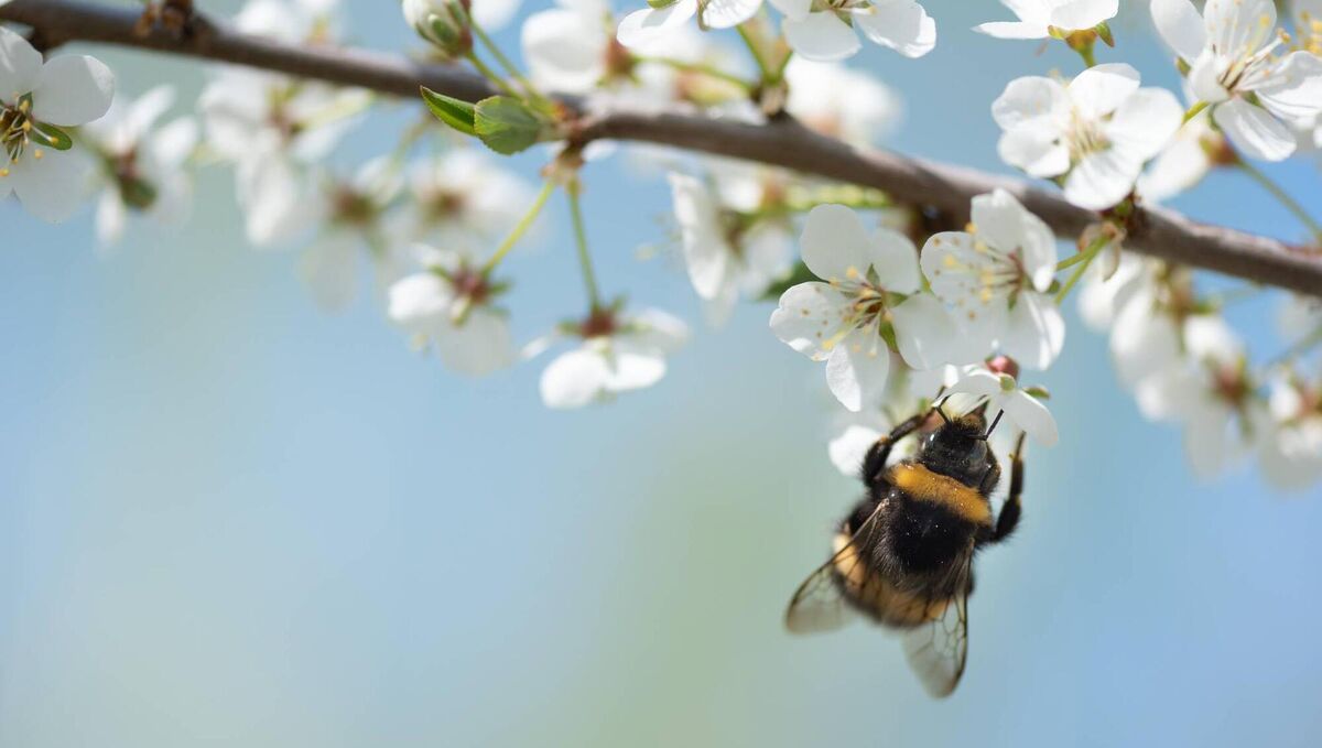 A third of our native bees are threatened with extinction. One of the major challenges they face is hunger - there simply aren’t enough wild flowers in our increasingly sterile landscapes. A third of our native bees are threatened with extinction. One of the major challenges they face is hunger - there simply aren’t enough wild flowers in our increasingly sterile landscapes.