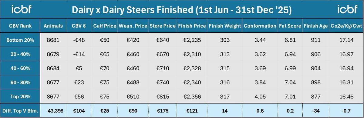 Dairy steers CBV 2025 Dairy steers CBV 2025