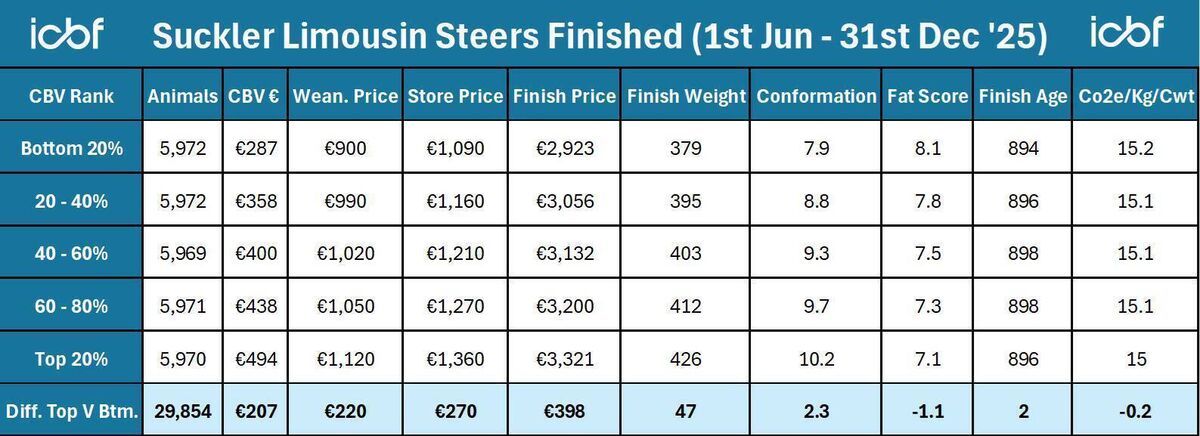 Dairy-Limousin steers CBV 2025 Dairy-Limousin steers CBV 2025