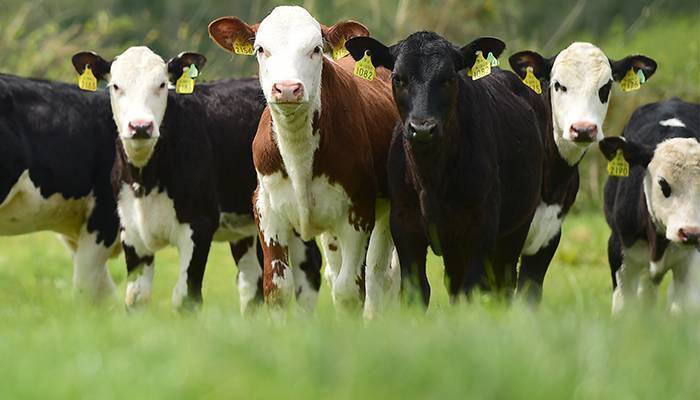 CBV delivers better results no matter the animal type, says Irish Cattle Breeding Federation