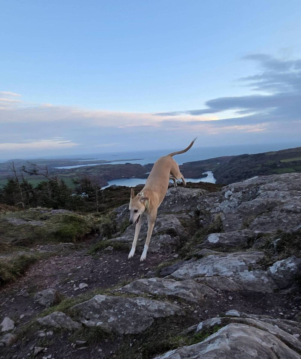 Esther McCarthy's dog Bodhi