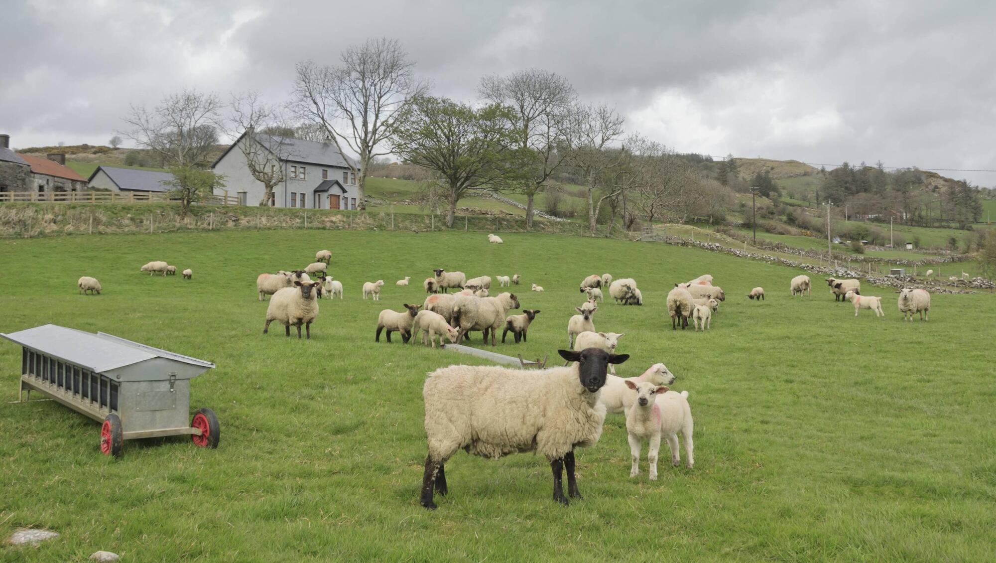 Department opens Sheep Improvement Scheme to new entrants