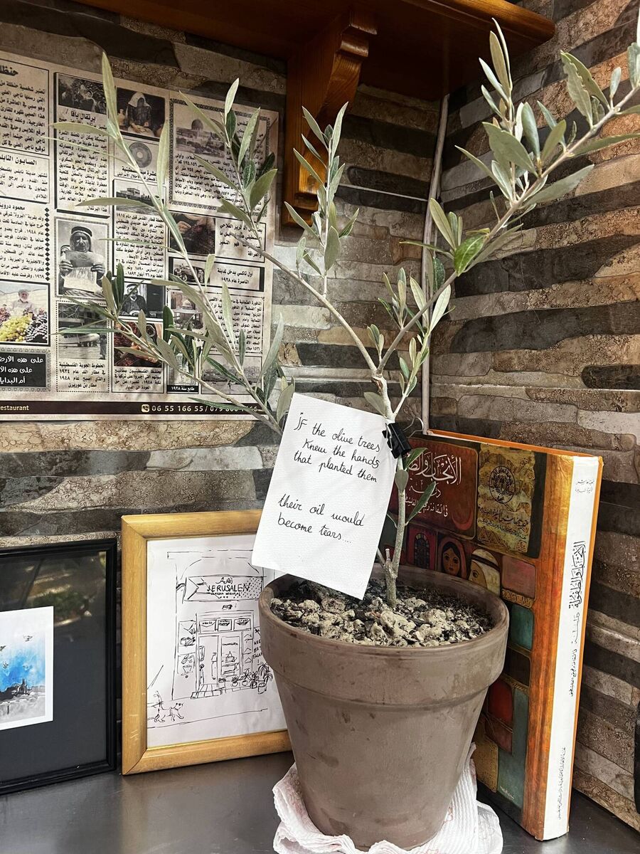 Olive tree at Restaurante Jerusalén, where you can get a falafel plate for €6.50. Photo credit: Eve Meehan 