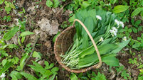 wild garlic