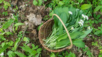 wild garlic