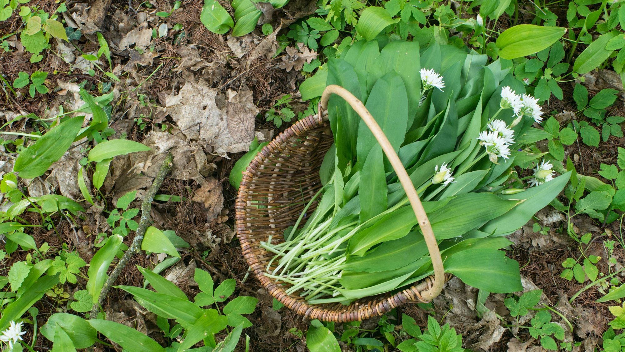 Joe McNamee: How I grew wild garlic in the back garden of my suburban home