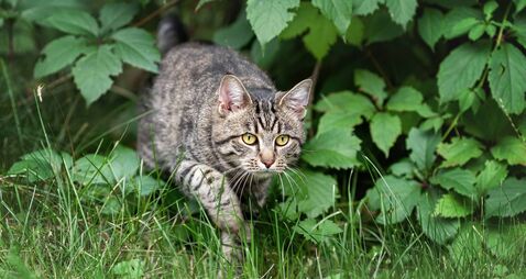 Young tabby domestic cat hunting in the green grass at summer