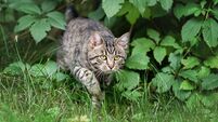 Young tabby domestic cat hunting in the green grass at summer