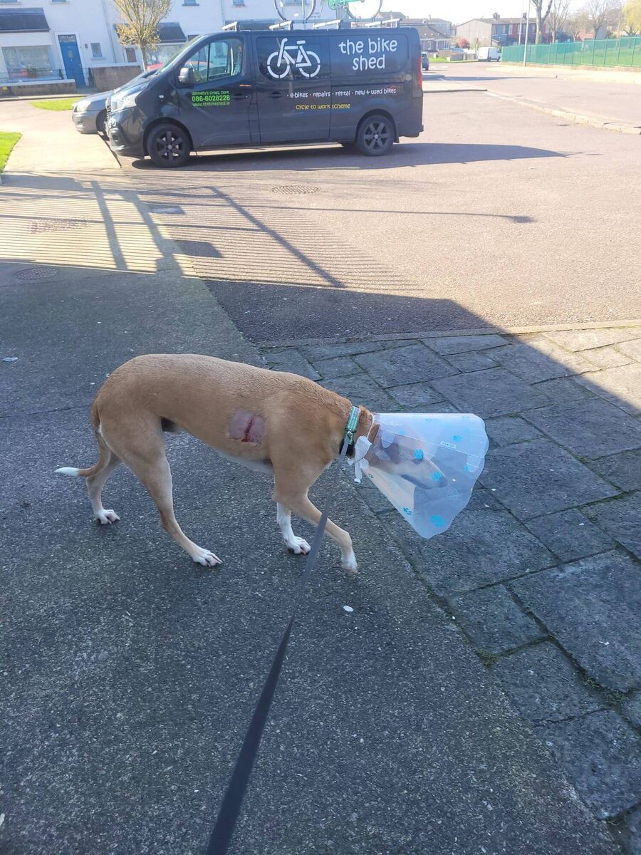 Esther McCarthy's dog Bodhi in 'The Cone of Shame'