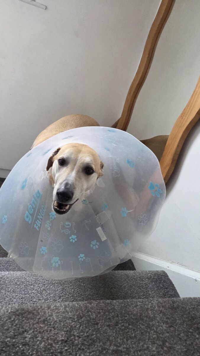 Esther McCarthy's dog Bodhi in 'The Cone of Shame'