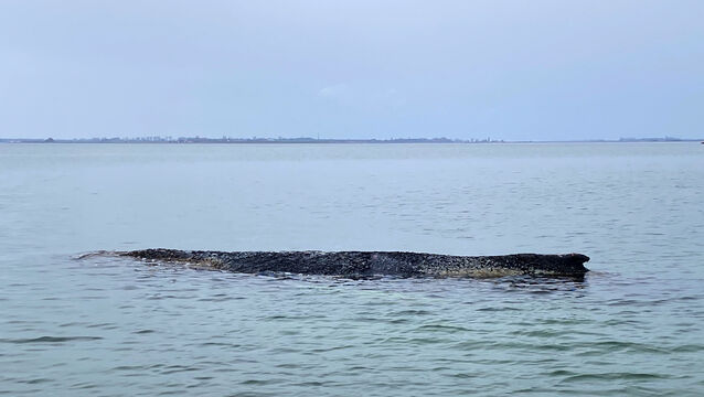 The humpback whale stranded again in Wismar Bay (Ferdinand Merzbach/NEWS5/dpa via AP)