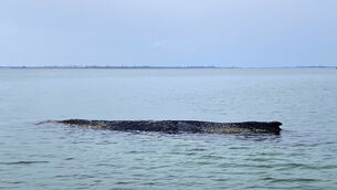 The humpback whale stranded again in Wismar Bay (Ferdinand Merzbach/NEWS5/dpa via AP)