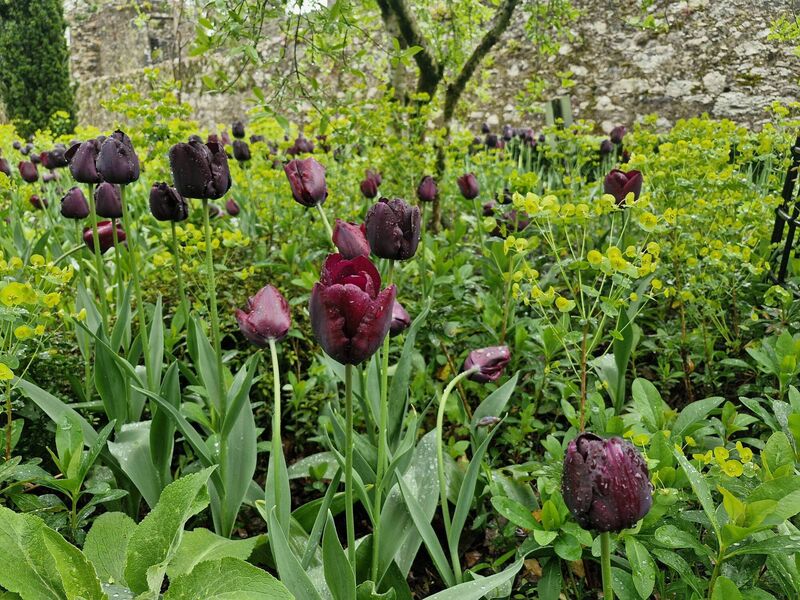 Tulips growing amongst Euphorbia amygloides var robbiae with its acid green flowers in spring. Tulips growing amongst Euphorbia amygloides var robbiae with its acid green flowers in spring.