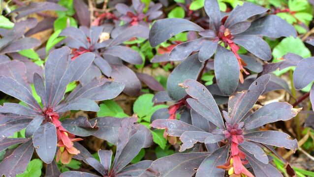 <p>Euphorbia amygdaloides rich, wine-coloured foliage gives it real depth. 	Picture: iStock</p>