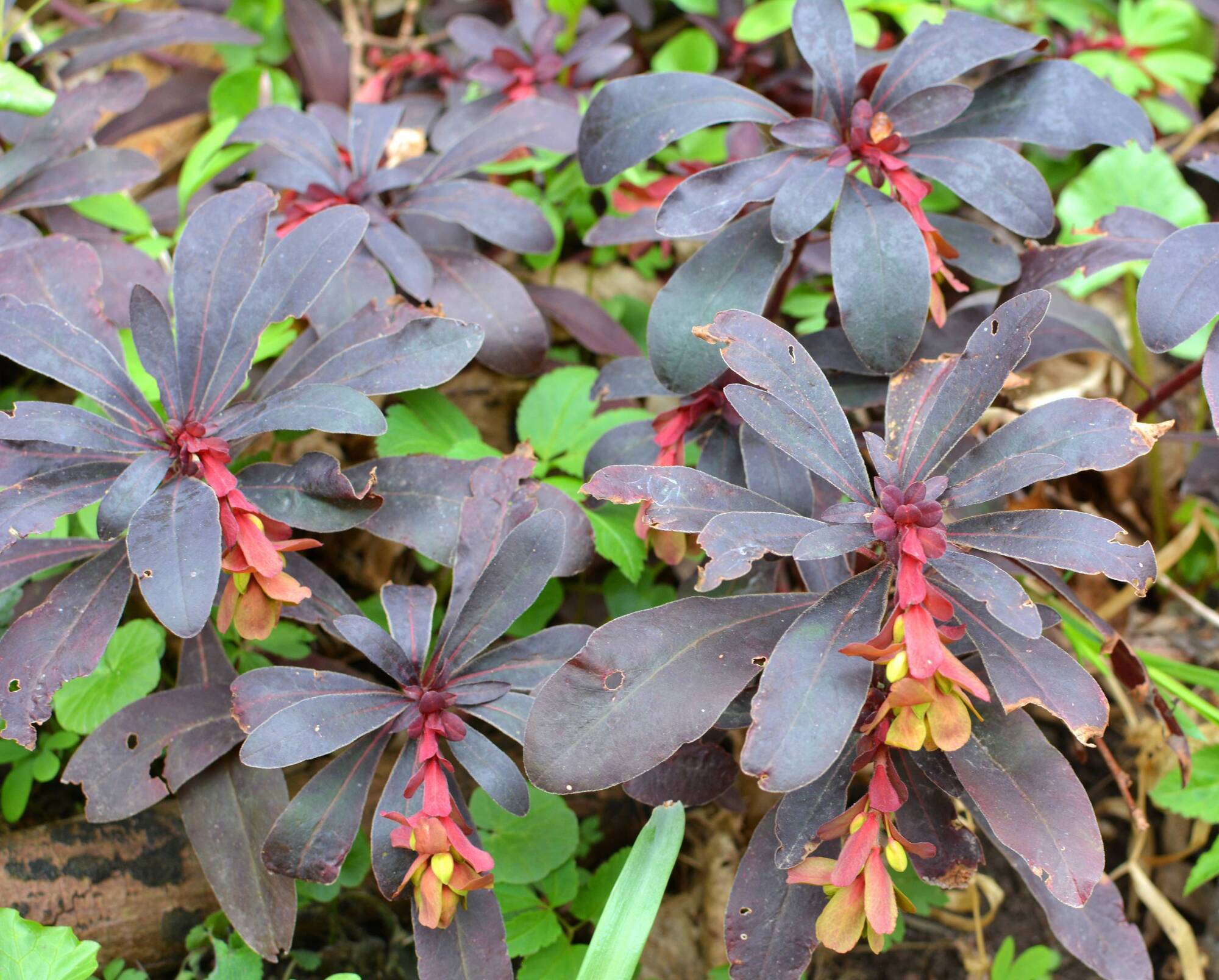 Euphorbia: the reliable, adaptable plant for every garden