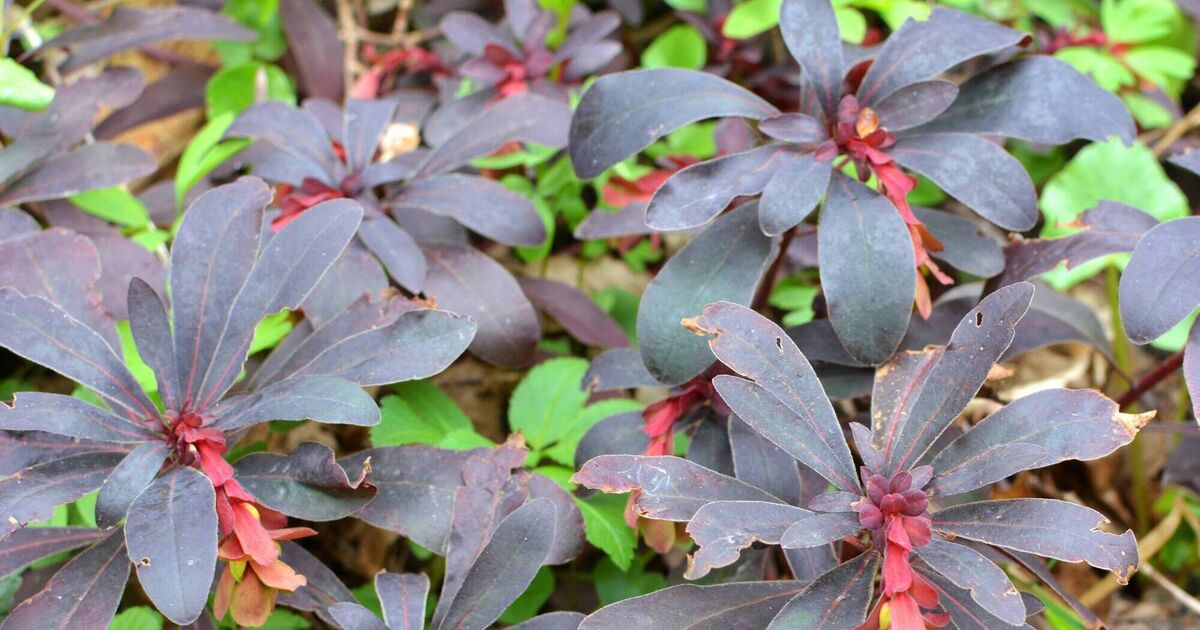 Euphorbia: the reliable, adaptable plant for every garden