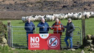 <p>(Left to right) IFA sheep chair Adrian Gallagher, IFA president Francie Gorman, chair of Comhairle na Tuaithe Éamon Ó’Cúiv and Matthew McGreehan on his farm in the Cooley Peninula, Co Louth, for the launch of the 2026 'No Dogs Allowed' campaign. Photo: Finbarr O'Rourke</p>