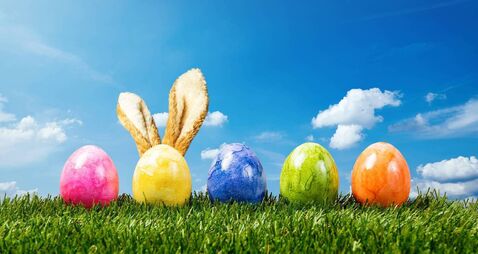 Row of colorful easter eggs on green grass  bunny ears