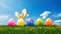 Row of colorful easter eggs on green grass  bunny ears