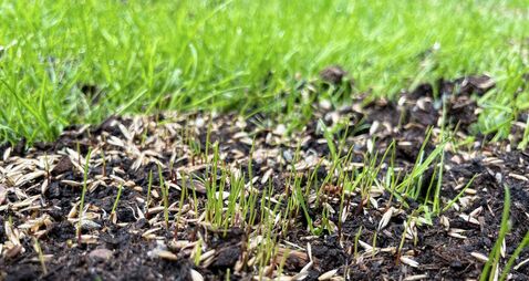 Full frame image of fresh green grass shoots from sown seed, rejuvenated, damp and muddy green grass, Summer lawn maintenance, f