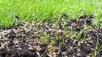 Full frame image of fresh green grass shoots from sown seed, rejuvenated, damp and muddy green grass, Summer lawn maintenance, f
