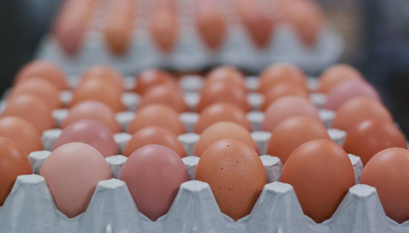 Unsustainable farmgate prices causing egg shortages in shops, says IFA